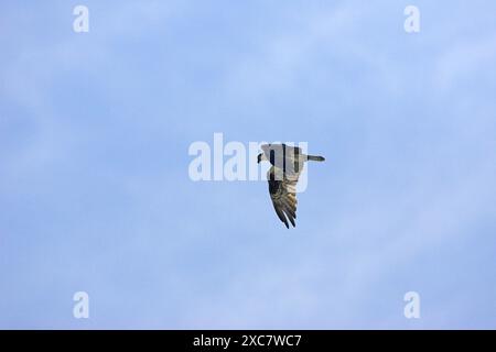 Falco pescatore Pandion haliaetus diga Falcon parco dello stato basso Rio Grande Valley Texas USA Foto Stock