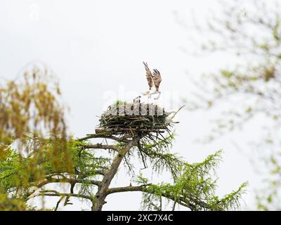 Osprey Pandion haliaetus maschio con un pesce che decolla dal nido in un larice, Highland Region, Scozia, Regno Unito, maggio 2021 Foto Stock