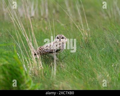 Gufo dalle orecchie corte Asio flammeus among Grasses, North Uist, Ebridi esterne, Scozia, Regno Unito, maggio 2022 Foto Stock