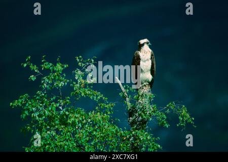 Osprey Pandion haliaetus maschio arroccato sulla cima di una betulla d'argento Betula pendula, Cairngorms National Park, Scozia, Regno Unito, 1991 Foto Stock