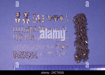 Baracca Tyto alba contenuto di un singolo pellet rigurgitato Inghilterra Foto Stock