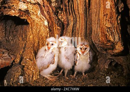 Barbabietola Tyto alba tre pulcini all'interno del nido in buca nell'albero Ringwood Hampshire England (prigioniero) Foto Stock