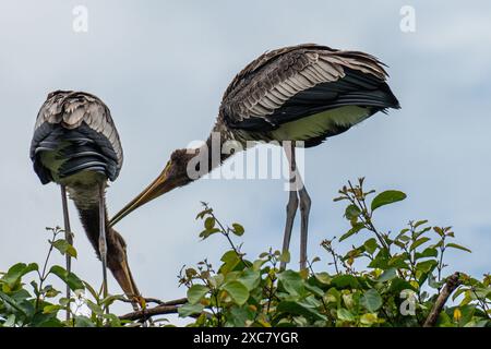 Due giocose coppie di cicogne dipinte si godono una doccia a pioggia sulla cima di un albero al Rangnathittu Bird Sanctuary, che mostra il loro vivace piumaggio e la natura gioiosa. Foto Stock