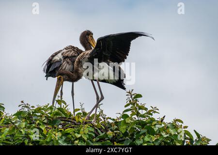 Due giocose coppie di cicogne dipinte si godono una doccia a pioggia sulla cima di un albero al Rangnathittu Bird Sanctuary, che mostra il loro vivace piumaggio e la natura gioiosa. Foto Stock