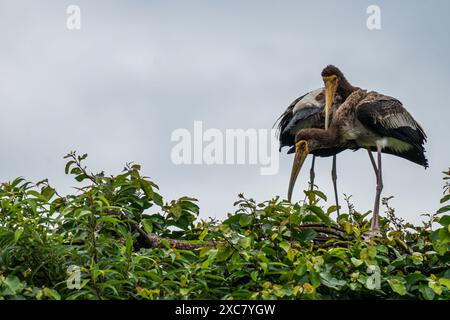 Due giocose coppie di cicogne dipinte si godono una doccia a pioggia sulla cima di un albero al Rangnathittu Bird Sanctuary, che mostra il loro vivace piumaggio e la natura gioiosa. Foto Stock