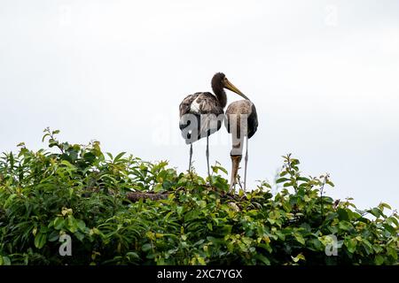 Due giocose coppie di cicogne dipinte si godono una doccia a pioggia sulla cima di un albero al Rangnathittu Bird Sanctuary, che mostra il loro vivace piumaggio e la natura gioiosa. Foto Stock