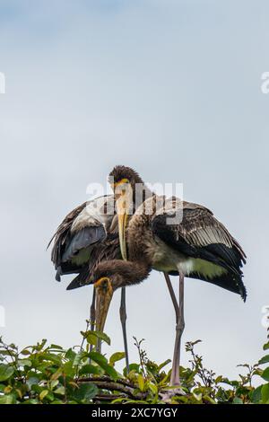 Due giocose coppie di cicogne dipinte si godono una doccia a pioggia sulla cima di un albero al Rangnathittu Bird Sanctuary, che mostra il loro vivace piumaggio e la natura gioiosa. Foto Stock