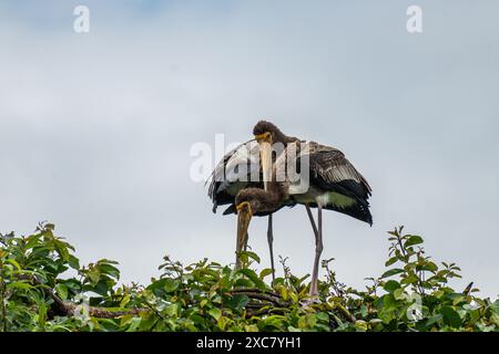 Due giocose coppie di cicogne dipinte si godono una doccia a pioggia sulla cima di un albero al Rangnathittu Bird Sanctuary, che mostra il loro vivace piumaggio e la natura gioiosa. Foto Stock