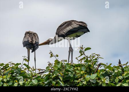 Due giocose coppie di cicogne dipinte si godono una doccia a pioggia sulla cima di un albero al Rangnathittu Bird Sanctuary, che mostra il loro vivace piumaggio e la natura gioiosa. Foto Stock