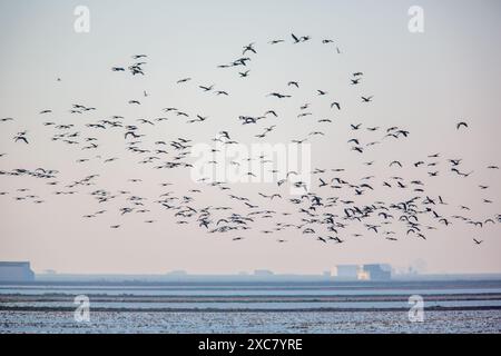 Un grande gregge di Glossy Ibis (Plegadis falcinellus) sorvolando le zone umide di Isla Mayor a Doñana, Siviglia, Spagna. Foto Stock