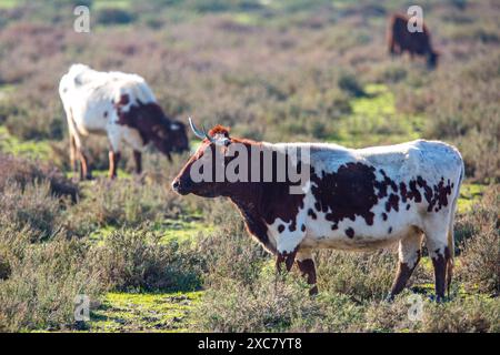 Mucche che pascolano liberamente nell'ambiente naturale di Doñana, situato a Siviglia, Spagna. Foto Stock