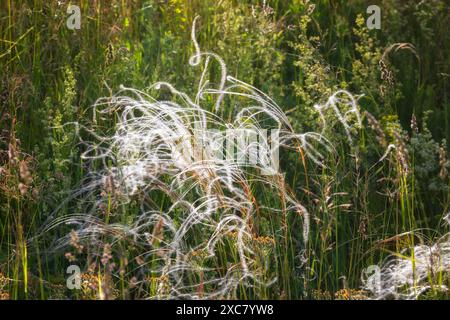 Ravvicinato di piume d'erba fiorita Foto Stock