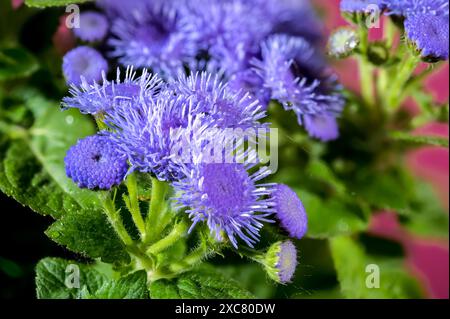 Splendidi fiori blu Ageratum Bluemink in fiore su sfondo Crimson. Primo piano della testa dei fiori. Foto Stock