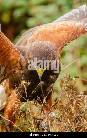 aquila harris con ali aperte appoggiate su un cespuglio, concetto di falconeria Foto Stock