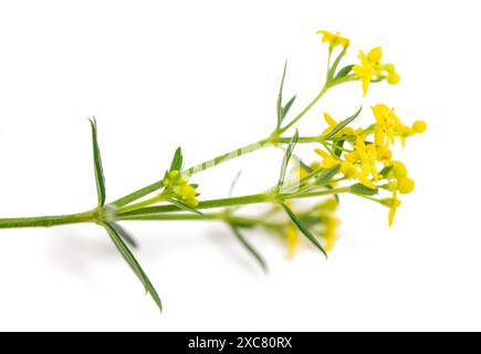 I fiori di paglia di Lady isolati sul bianco Foto Stock