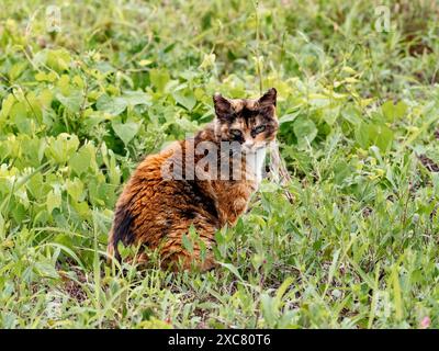 Un gatto randagio arancione selvatico si siede nell'erba alta in un campo vuoto vicino a Yokohama, in Giappone Foto Stock