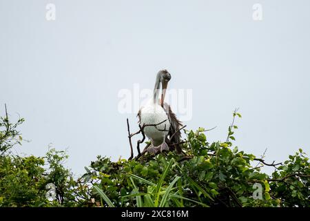 Un pellicano marrone gode di una doccia a pioggia su una cima di un albero al Rangnathittu Bird Sanctuary, che mostra il suo piumaggio vibrante e la sua natura gioiosa. Foto Stock