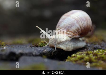 Weinbergschnecke Helix pomatia bewegt sich auf Pflastersteinen mit Moos. Weinbergschnecke AM 15.06.2024 a Siegen/Deutschland. *** Chiocciola di vigna Helix pomatia si muove su pietre di pavimentazione con muschio chiocciola di vigna il 15 06 2024 a Siegen Germania Foto Stock