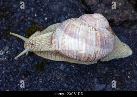 Weinbergschnecke Helix pomatia bewegt sich auf Pflastersteinen mit Moos. Weinbergschnecke AM 15.06.2024 a Siegen/Deutschland. *** Chiocciola di vigna Helix pomatia si muove su pietre di pavimentazione con muschio chiocciola di vigna il 15 06 2024 a Siegen Germania Foto Stock