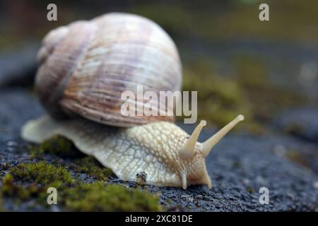 Weinbergschnecke Helix pomatia bewegt sich auf Pflastersteinen mit Moos. Weinbergschnecke AM 15.06.2024 a Siegen/Deutschland. *** Chiocciola di vigna Helix pomatia si muove su pietre di pavimentazione con muschio chiocciola di vigna il 15 06 2024 a Siegen Germania Foto Stock