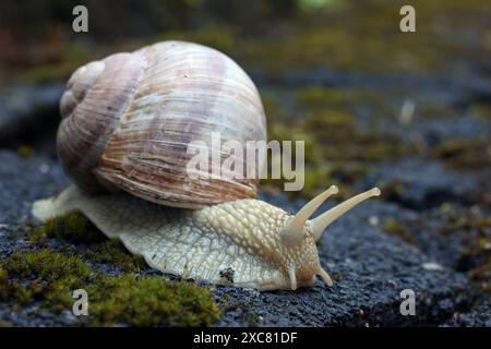 Weinbergschnecke Helix pomatia bewegt sich auf Pflastersteinen mit Moos. Weinbergschnecke AM 15.06.2024 a Siegen/Deutschland. *** Chiocciola di vigna Helix pomatia si muove su pietre di pavimentazione con muschio chiocciola di vigna il 15 06 2024 a Siegen Germania Foto Stock