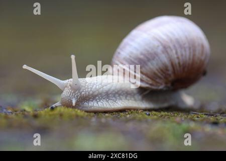 Weinbergschnecke Helix pomatia bewegt sich auf Pflastersteinen mit Moos. Weinbergschnecke AM 15.06.2024 a Siegen/Deutschland. *** Chiocciola di vigna Helix pomatia si muove su pietre di pavimentazione con muschio chiocciola di vigna il 15 06 2024 a Siegen Germania Foto Stock