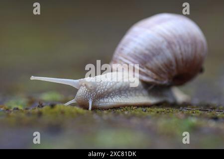 Weinbergschnecke Helix pomatia bewegt sich auf Pflastersteinen mit Moos. Weinbergschnecke AM 15.06.2024 a Siegen/Deutschland. *** Chiocciola di vigna Helix pomatia si muove su pietre di pavimentazione con muschio chiocciola di vigna il 15 06 2024 a Siegen Germania Foto Stock