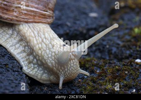 Weinbergschnecke Helix pomatia bewegt sich auf Pflastersteinen mit Moos. Weinbergschnecke AM 15.06.2024 a Siegen/Deutschland. *** Chiocciola di vigna Helix pomatia si muove su pietre di pavimentazione con muschio chiocciola di vigna il 15 06 2024 a Siegen Germania Foto Stock