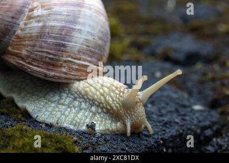 Weinbergschnecke Helix pomatia bewegt sich auf Pflastersteinen mit Moos. Weinbergschnecke AM 15.06.2024 a Siegen/Deutschland. *** Chiocciola di vigna Helix pomatia si muove su pietre di pavimentazione con muschio chiocciola di vigna il 15 06 2024 a Siegen Germania Foto Stock