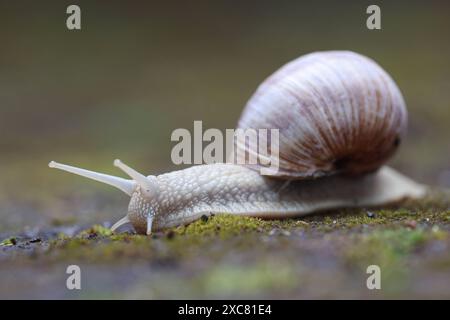 Weinbergschnecke Helix pomatia bewegt sich auf Pflastersteinen mit Moos. Weinbergschnecke AM 15.06.2024 a Siegen/Deutschland. *** Chiocciola di vigna Helix pomatia si muove su pietre di pavimentazione con muschio chiocciola di vigna il 15 06 2024 a Siegen Germania Foto Stock