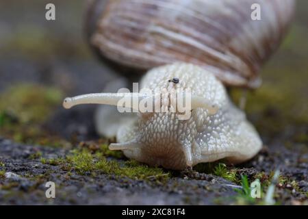 Weinbergschnecke Helix pomatia bewegt sich auf Pflastersteinen mit Moos. Weinbergschnecke AM 15.06.2024 a Siegen/Deutschland. *** Chiocciola di vigna Helix pomatia si muove su pietre di pavimentazione con muschio chiocciola di vigna il 15 06 2024 a Siegen Germania Foto Stock