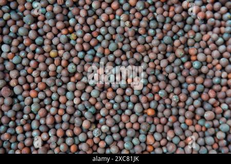 Brassica nigra, o semi organici di senape nera, in macro primo piano sullo sfondo. Una pila di spezie aromatiche dall'India. vista dall'alto Foto Stock