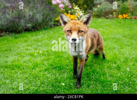 Primo piano di una curiosa volpe rossa in piedi su un'erba verde in un giardino fiorito Foto Stock