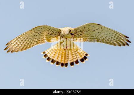 Common Kestrel, Falco tinnunculus, single adult female hovering in flight, Hortobagy, Ungheria, 30 aprile 2024 Foto Stock