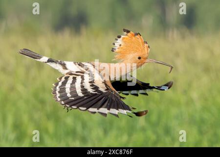Eurasian Hoopoe, Upupa epops, singolo adulto in volo con grub nel becco, Hortobagy, Ungheria, 30 aprile 2024 Foto Stock