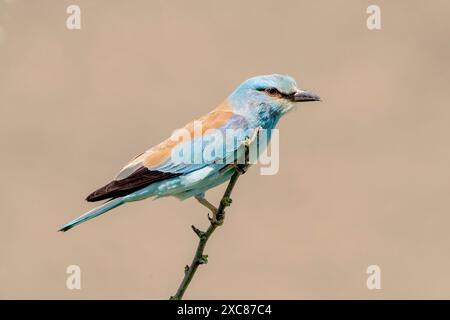 European Roller, Coracias garrulus, adulto singolo arroccato sul ramo, Hortobagy, Ungheria, 30 aprile 2024 Foto Stock