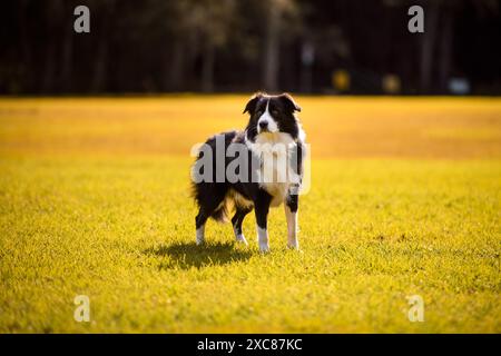 Il cane Border Collie in piedi nel parco. Canino maschio di razza pura che posa su erba gialla, alberi sullo sfondo Foto Stock