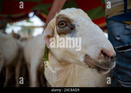 Srinagar, India. 15 giugno 2024. Un venditore di bestiame mostra una pecora in attesa di vendita in un mercato di bestiame davanti a Eid ul-Adha a Srinagar. L'EID-UL-Adha, noto anche come "Festival del sacrificio" o Bakr Eid, è un festival islamico significativo osservato in tutto il mondo. Segna il culmine dell'annuale pellegrinaggio Hajj alla Mecca e onora l'obbedienza del profeta Ibrahim, che era disposto a sacrificare suo figlio Ismail sotto il comando di Allah. I musulmani commemorano questo evento sacrificando gli animali. (Foto di Idrees Abbas/SOPA Images/Sipa USA) credito: SIPA USA/Alamy Live News Foto Stock