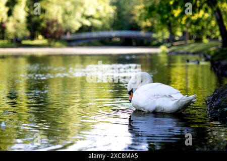 Il cigno bianco si sta graffiando nell'acqua del parco. Foto Stock