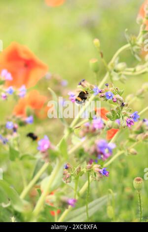 Le api raccolgono il nettare dai fiori selvatici. Impollinazione di fiori da parte degli insetti. Prato con fiori, attenzione selettiva, estate. Primo piano di un'ape vicino a un viola Foto Stock