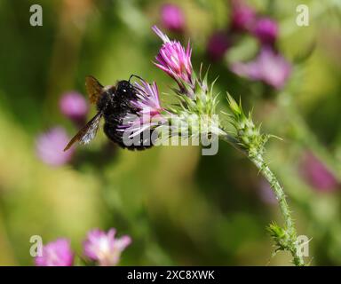 Un'ape carpentiere - Xylocopa violacea che si nutre di polline su un cardo. Oeiras, Portogallo, inizio estate. Api mature - ali danneggiate. Foto Stock