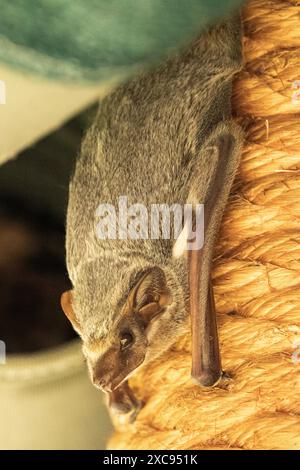 Ampiamente diffuso in Africa tropicale e in alcune isole dell'Oceano Indiano, il mauriziano Tomb Bat è un cacciatore di insetti notturni. A loro manca un no Foto Stock