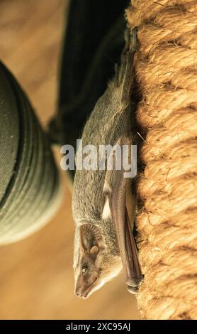 Ampiamente diffuso in Africa tropicale e in alcune isole dell'Oceano Indiano, il mauriziano Tomb Bat è un cacciatore di insetti notturni. Foto Stock