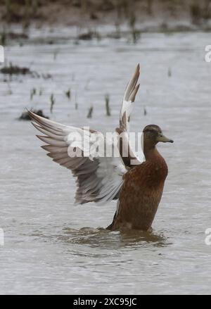 Purfleet, Regno Unito. 15 giugno 2024. Maiard femminile in acqua presso RSPB Rainham Marshes Nature Reserve , Purfleet, Essex - 15 giugno 2024. Crediti: Action foto Sport/Alamy Live News Foto Stock