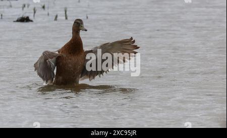 Purfleet, Regno Unito. 15 giugno 2024. Maiard femminile in acqua presso RSPB Rainham Marshes Nature Reserve , Purfleet, Essex - 15 giugno 2024. Crediti: Action foto Sport/Alamy Live News Foto Stock