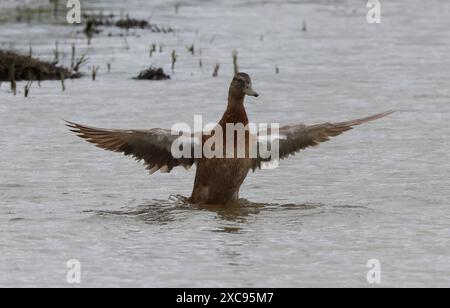 Purfleet, Regno Unito. 15 giugno 2024. Maiard femminile in acqua presso RSPB Rainham Marshes Nature Reserve , Purfleet, Essex - 15 giugno 2024. Crediti: Action foto Sport/Alamy Live News Foto Stock