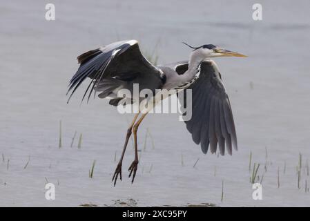Purfleet, Regno Unito. 15 giugno 2024. Grey Heron in volo presso RSPB Rainham Marshes Nature Reserve , Purfleet, Essex - 15 giugno 2024. Crediti: Action foto Sport/Alamy Live News Foto Stock