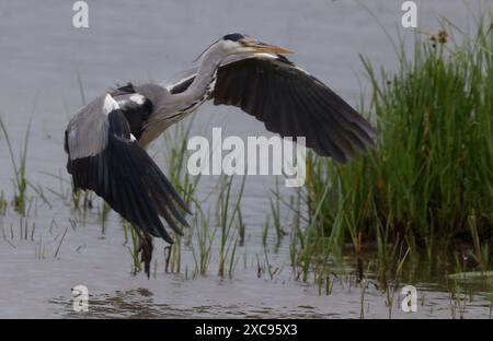 Purfleet, Regno Unito. 15 giugno 2024. Grey Heron in volo presso RSPB Rainham Marshes Nature Reserve , Purfleet, Essex - 15 giugno 2024. Crediti: Action foto Sport/Alamy Live News Foto Stock