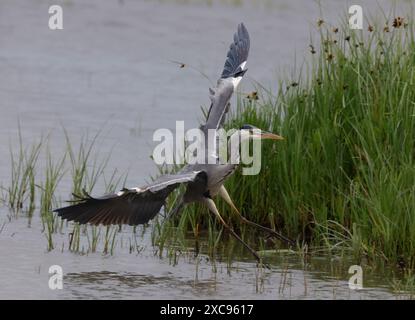 Purfleet, Regno Unito. 15 giugno 2024. Grey Heron in volo presso RSPB Rainham Marshes Nature Reserve , Purfleet, Essex - 15 giugno 2024. Crediti: Action foto Sport/Alamy Live News Foto Stock