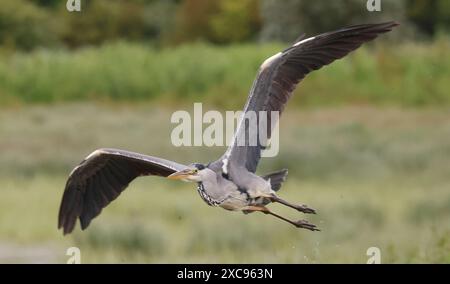Purfleet, Regno Unito. 15 giugno 2024. Grey Heron in volo presso RSPB Rainham Marshes Nature Reserve , Purfleet, Essex - 15 giugno 2024. Crediti: Action foto Sport/Alamy Live News Foto Stock